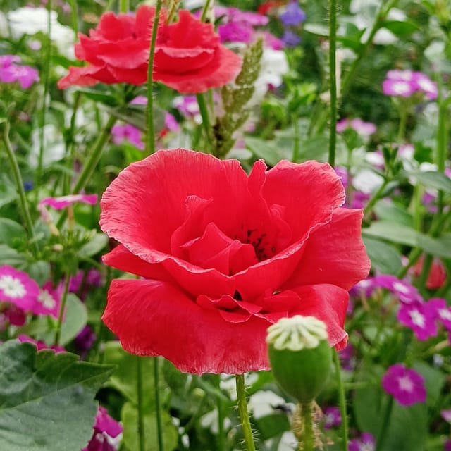 Poppy flower seeds (150+ seeds)