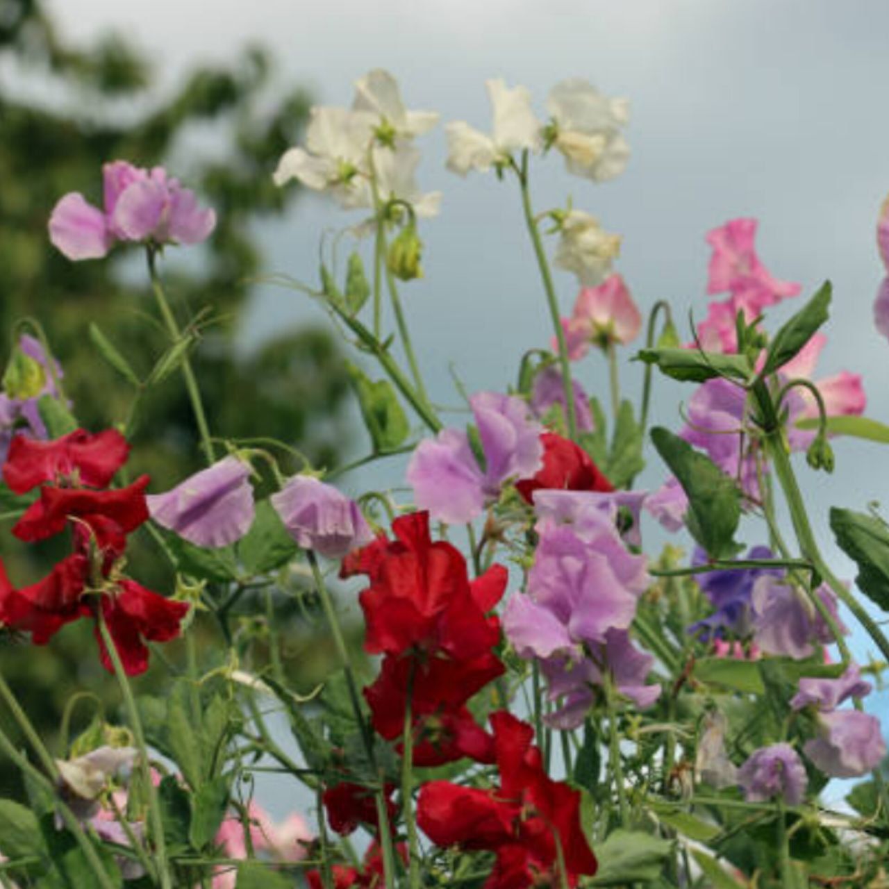 Sweet Pea Flower Seeds (Mixed Colors) (30 seeds)