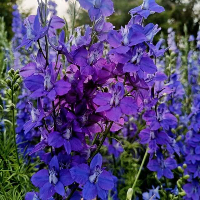 Larkspur Giant Imperial Mix (100+ seeds)