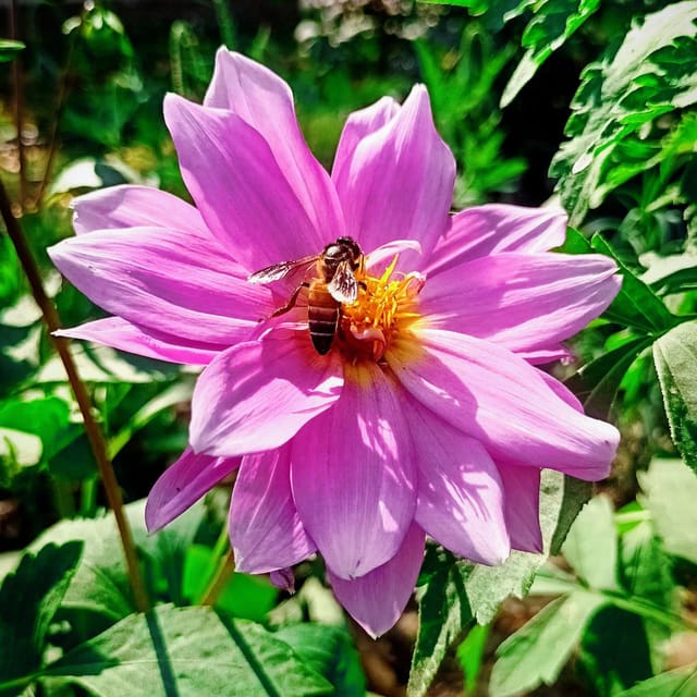 Dahlia Beauty Mix – Flower Seeds (50+ seeds) Dahlia Beauty Mix – Flower Seeds (50+ seeds)