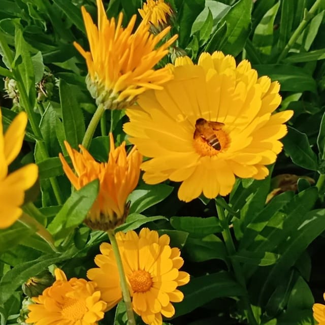 Calendula (Pot Marigold) Flower Seeds (100 seeds)-The Bloomsmith Calendula (Pot Marigold) Flower Seeds (100 seeds)-The Bloomsmith