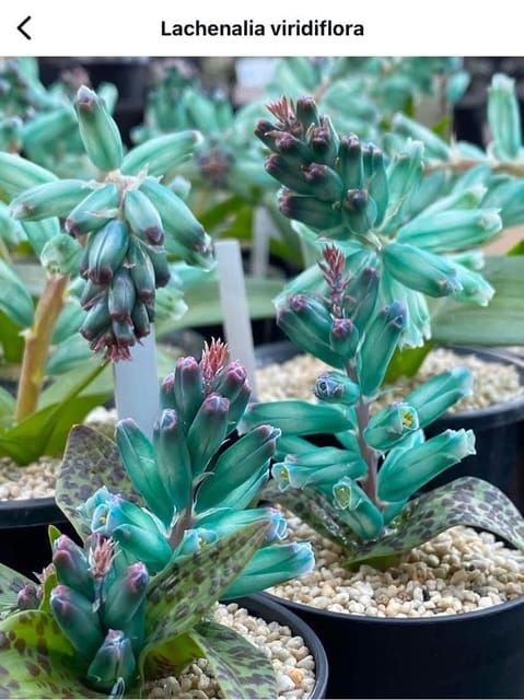 Lachenalia Viridiflora Bulb