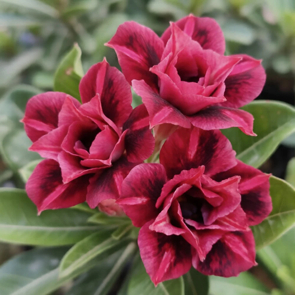 Adenium Rosy Ex 30