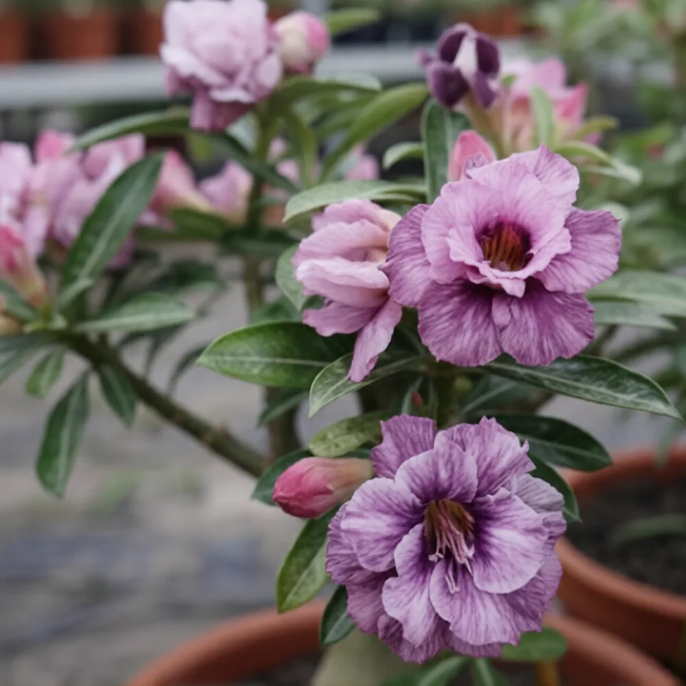 Adenium Triple Purple Spring