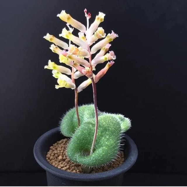 Lachenalia Trichophylla Bulb