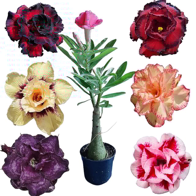 Adenium Grafted Rosy Variety – Pack of 6  Desert Rose Plants