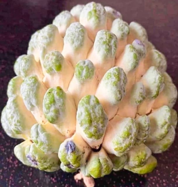 Golden Custard Apple Fruit Plant & Tree (Grafted)