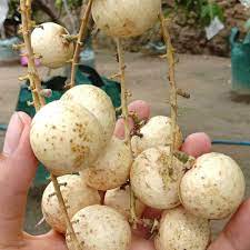 White Longan (Matalada) Fruit Plant & Tree-(Grafted)