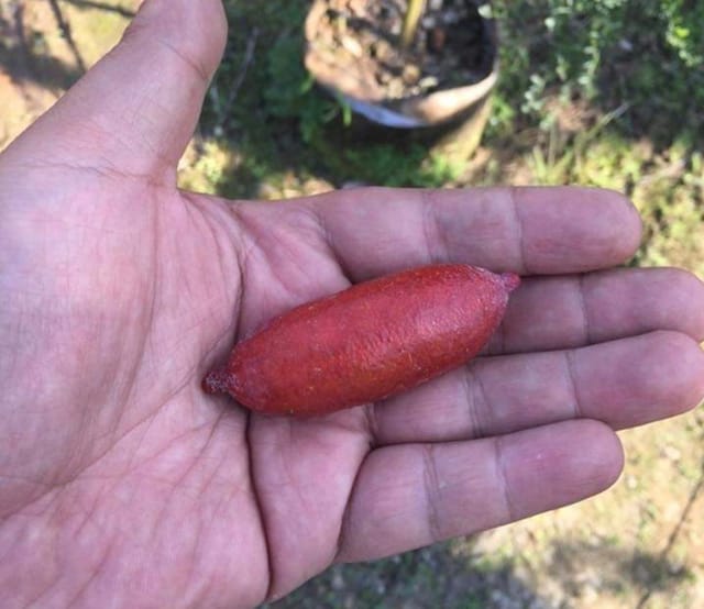 Australian Finger Lime Pink) Fruit Plant & Tree (Grafted)