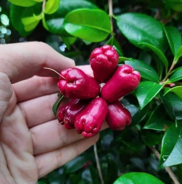 Lilly-Pilly Fruit Plant & Tree (Grafted)