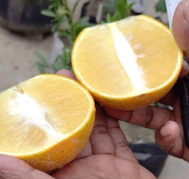 Limetta Orange Fruit Plant & Tree (Grafted)