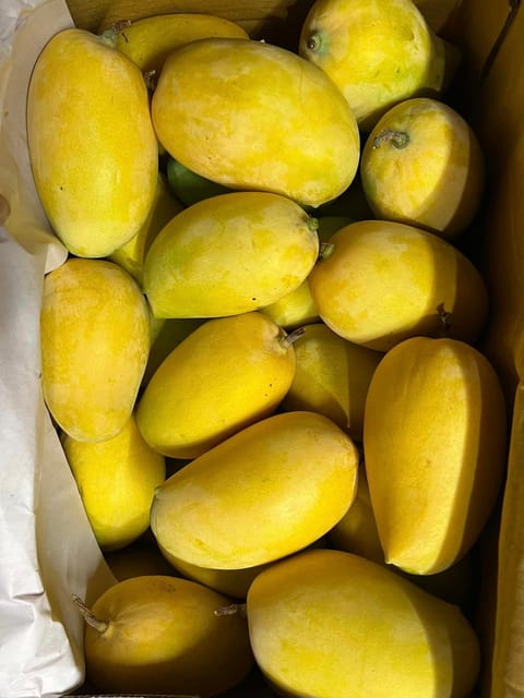 Kesar Mango Fruit Plant & Tree (Grafted)