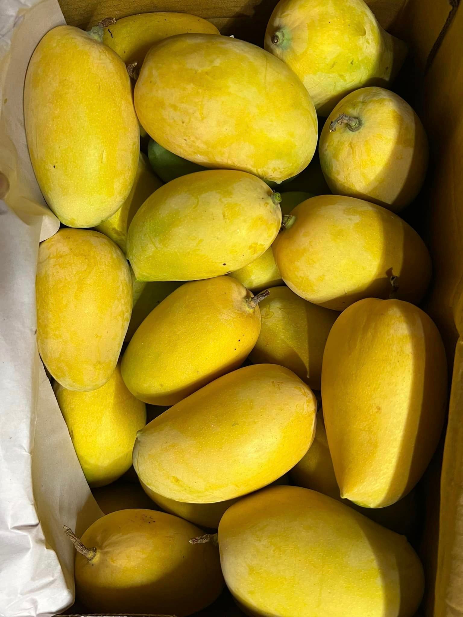 Kesar Mango Fruit Plant & Tree (Grafted)