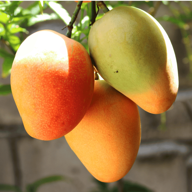 Pusa Surya Mango (Seedless) Fruit Plant & Tree (Grafted)
