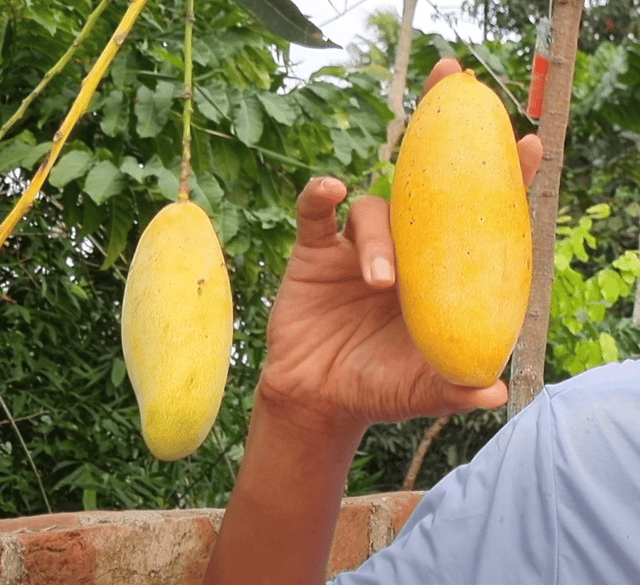Honeydew Mango Fruit Plant & Tree (Grafted)