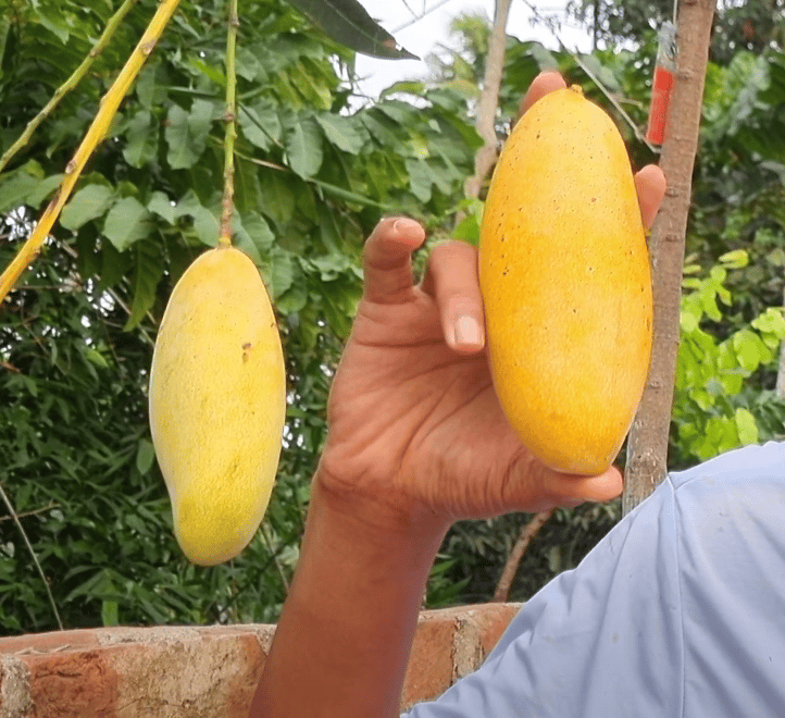 Honeydew Mango Fruit Plant & Tree (Grafted)