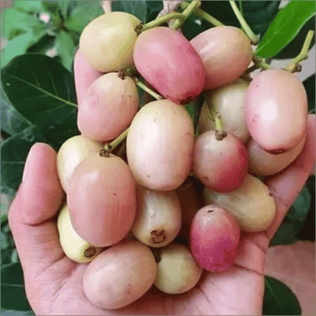 White(Rare) Jamun Fruit Plant & Tree(Grafted)