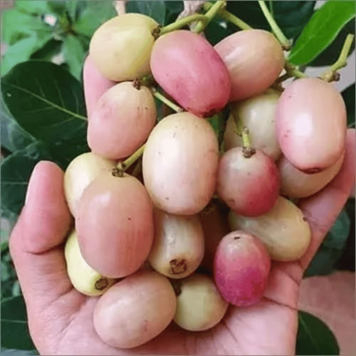 White(Rare) Jamun Fruit Plant & Tree(Grafted)