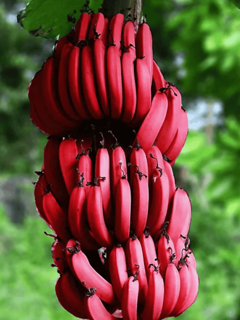 Rare Musa Red Banana Fruit Healthy plant & Tree-(Grafted)