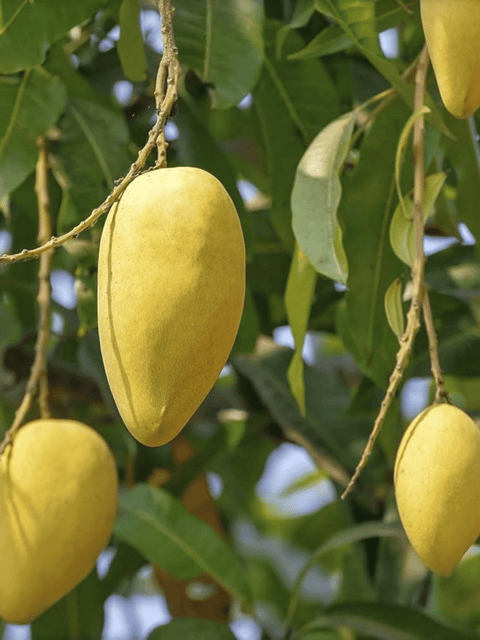 Chausa Mango Fruit Plant (Grafted)