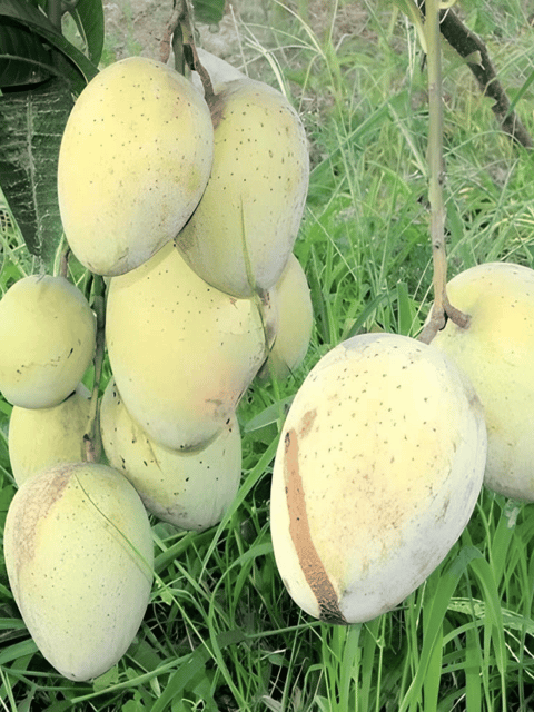 Gourmati Mango Fruit Plant (Grafted)