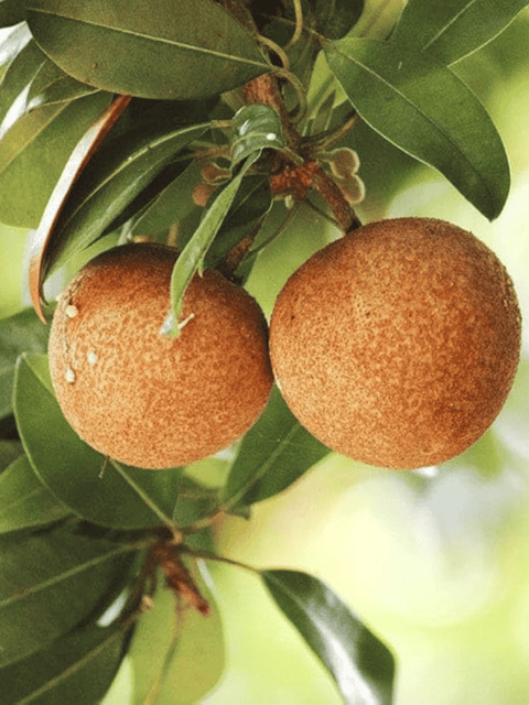 Cricket Ball Chiku (Sapota) Fruit Plant & Tree (Grafted)