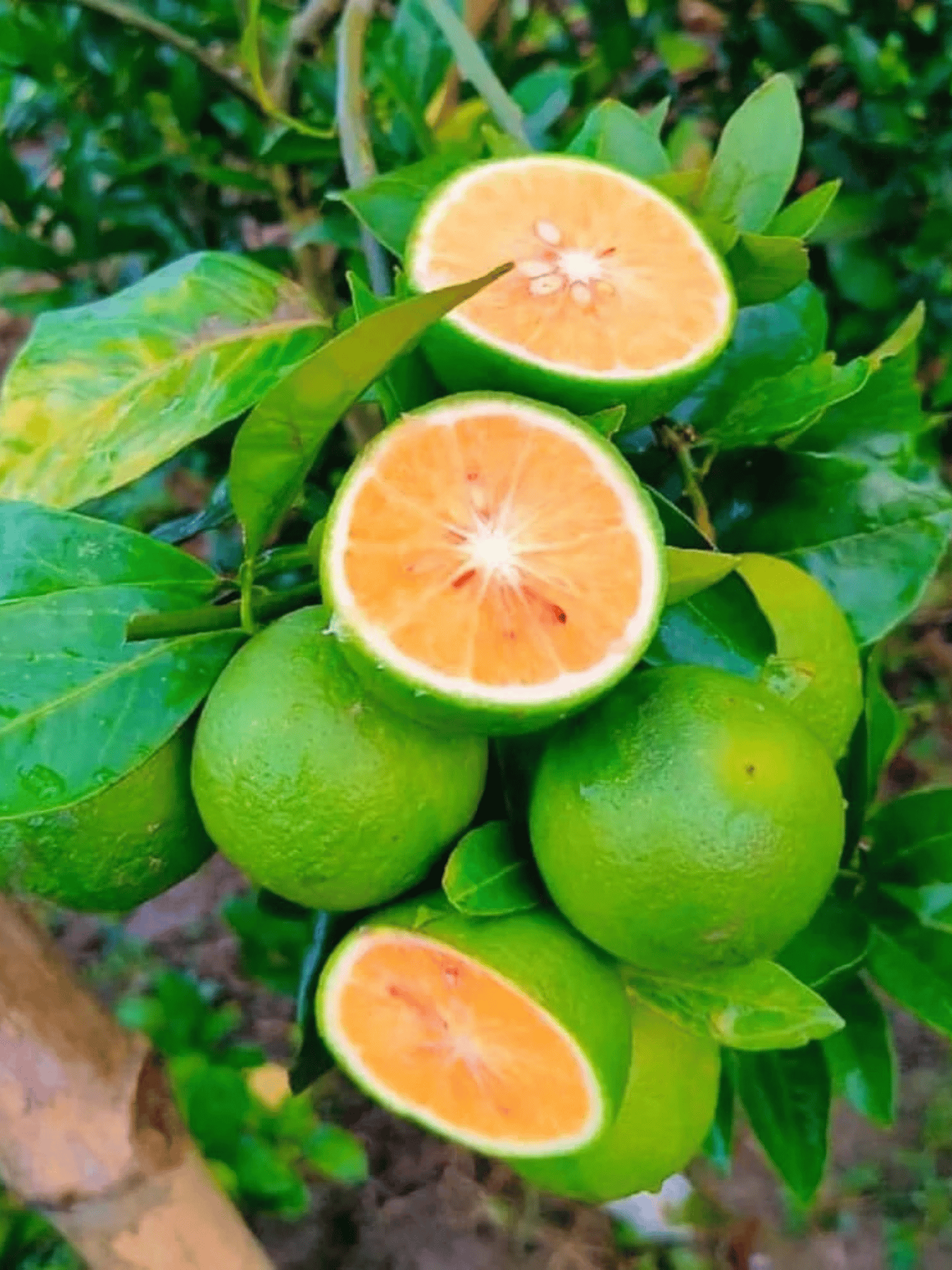 Bari-1 Sweet Malta / Lemon Plant & Tree - Grafted