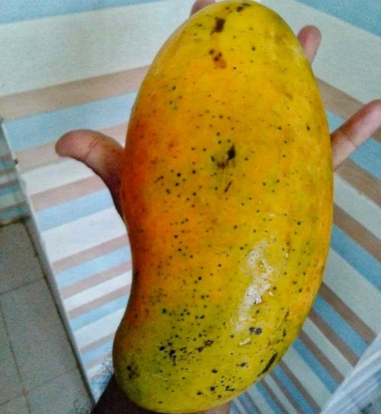 Brunei King Mango Fruit Tree & Plant- (Grafted)