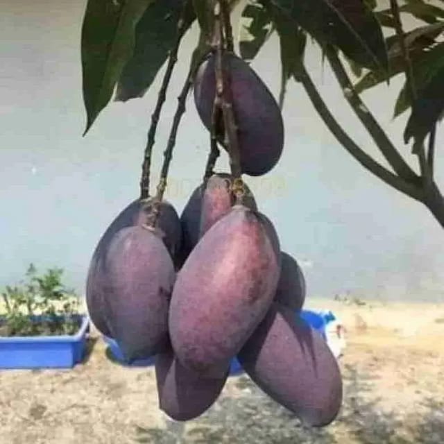 Black Kasturi Mango Fruit Tree -(Grafted)