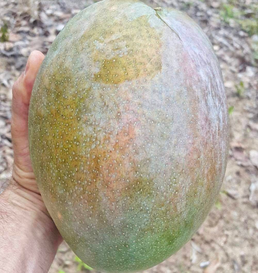 4 KG Mango Fruit Plant & Tree(Grafted)