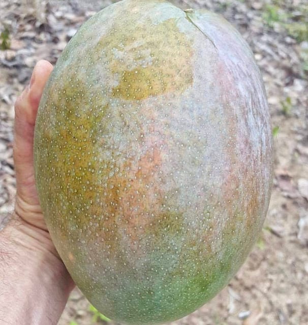 4 KG Mango Fruit Plant & Tree(Grafted)