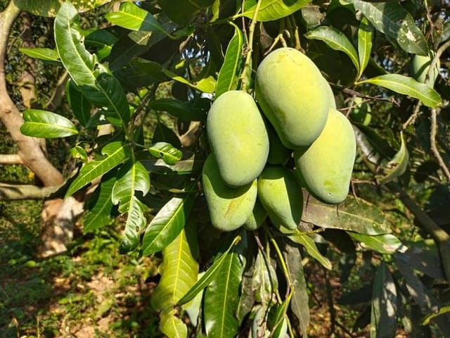 Aamrapali Mango Fruit Plant & Tree (Grafted) Aamrapali Mango Fruit Plant & Tree (Grafted)