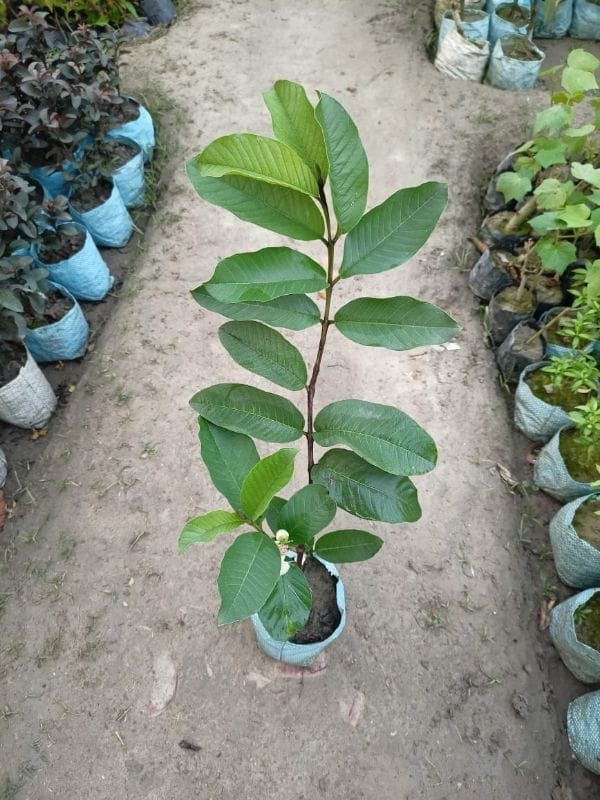 1kg Guava Plant (Grafted)