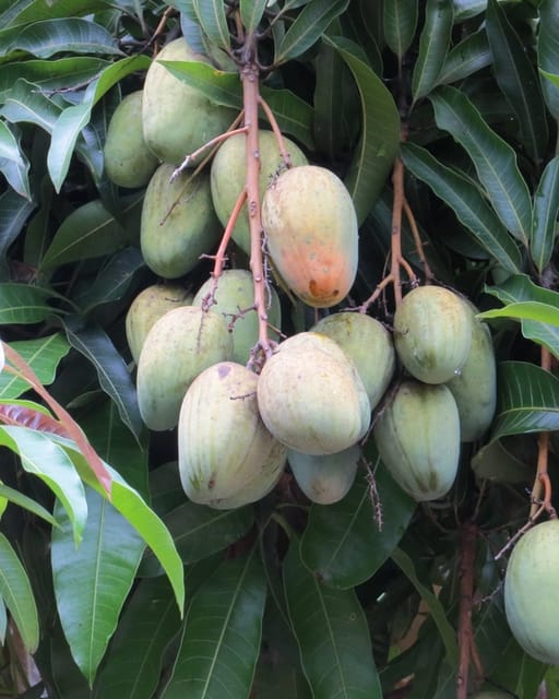 Aamrapali Mango Fruit Tree (Grafted)