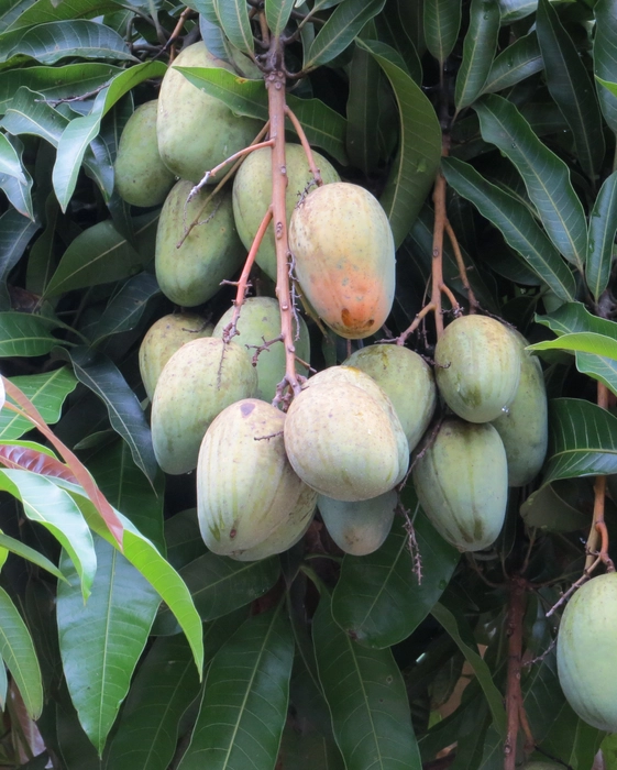 Aamrapali Mango Fruit Tree (Grafted)