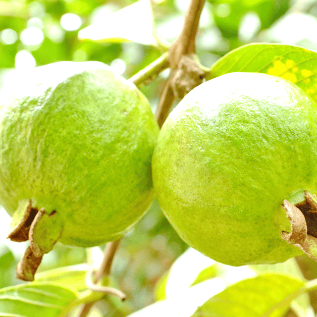VNR Guava (Psidium guajava) Fruit Plant & Tree - Grafted