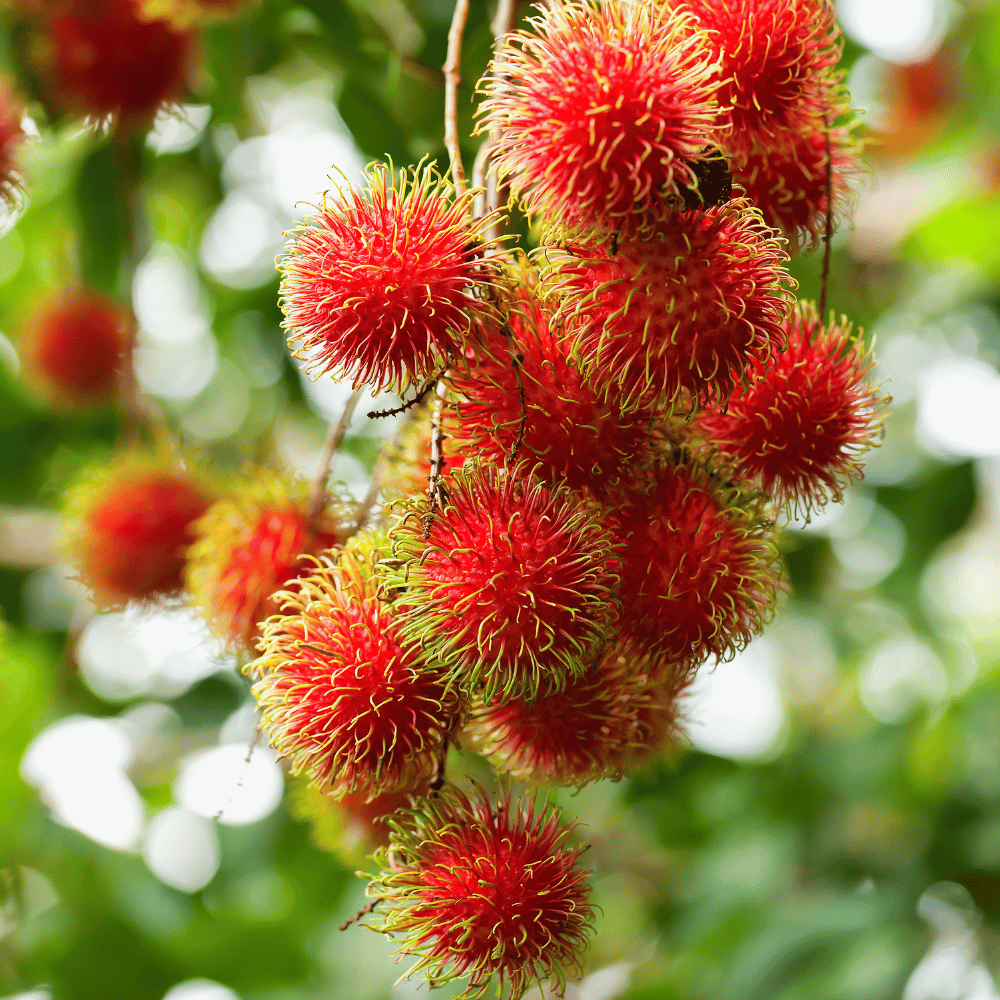Rambutan Rare Hybrid Fruit Plant - (Grafted)