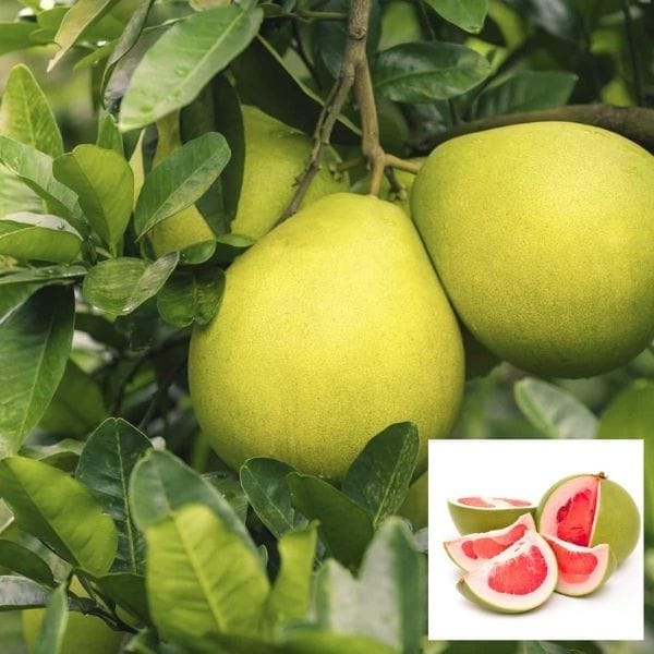 Assembly Chakotra & Jambura – Plant Height 4-5 Feet