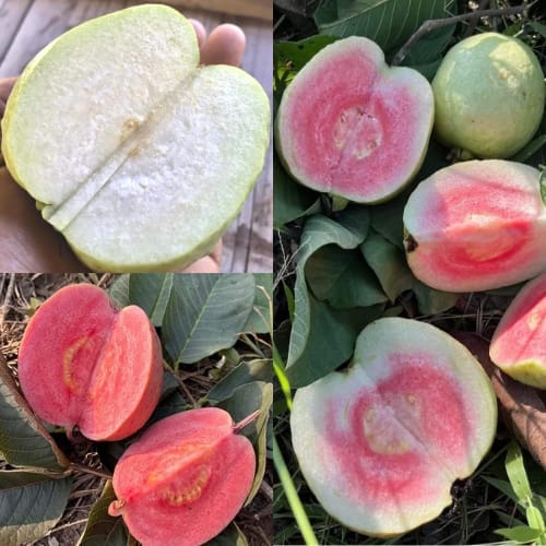 Red Diamond Guava & Black Diamond Guava & Black Diamond Guava 3 Varieties Combo