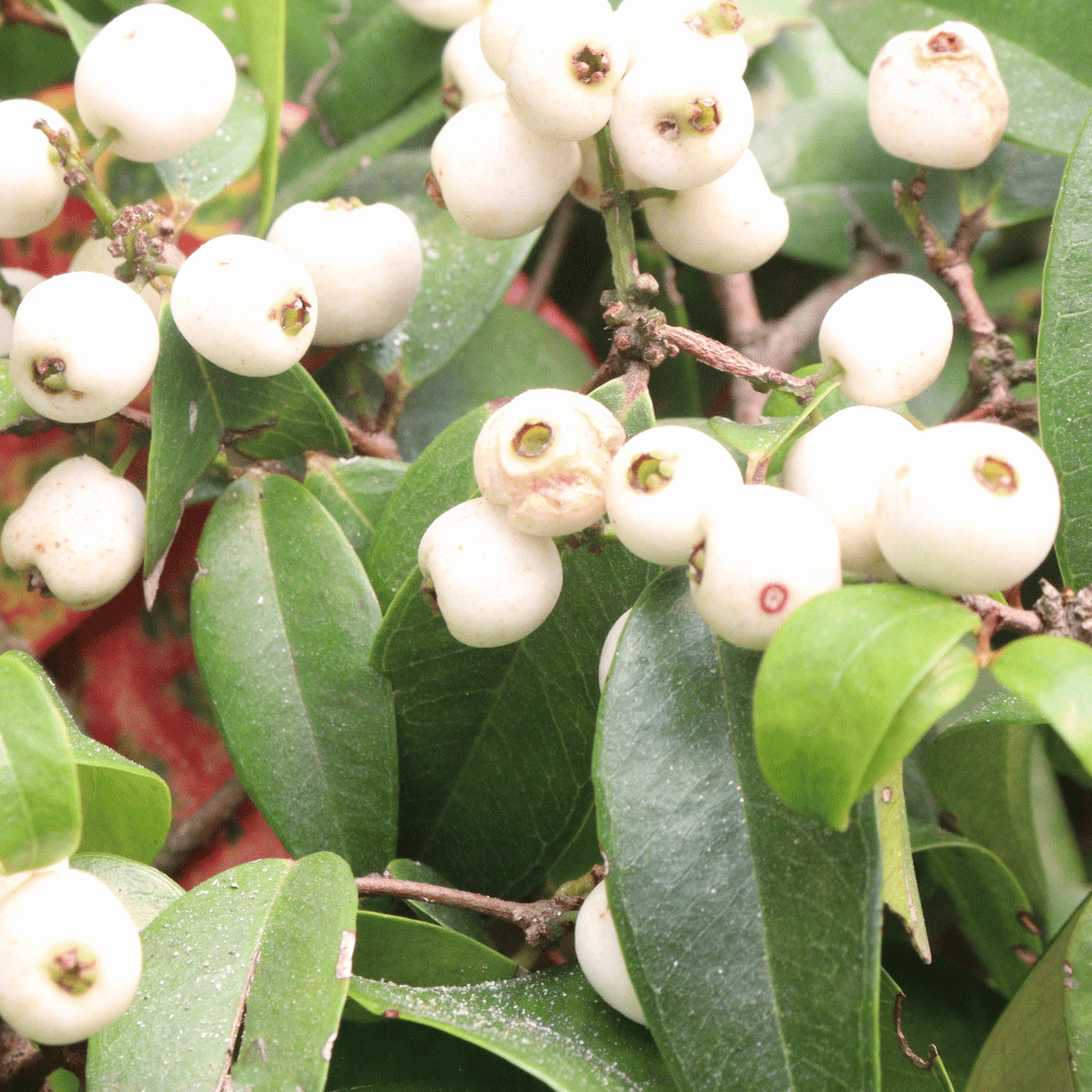 Cat's Eye Berry Fruit Plant ( Syzygium Zeylanicum )