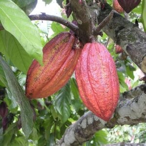 Cocoa Fruit Plant (Theobroma cacao)
