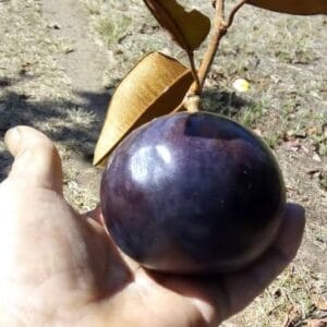 Milk Fruit Plant (Star Apple / Chrysophyllum cainito) Milk Fruit Plant (Star Apple / Chrysophyllum cainito)