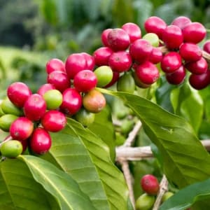 Coffee Beans Plant (Coffea arabica / Coffea robusta)
