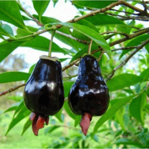 Rio Grande Cherry Fruit Plant (Eugenia involucrata)