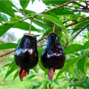 Rio Grande Cherry Fruit Plant (Eugenia involucrata)