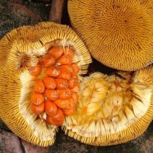 Keledang Fruit Plants (Artocarpus Lanceifolius)