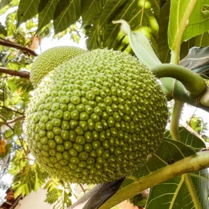 Breadfruit Plant (Artocarpus altilis)