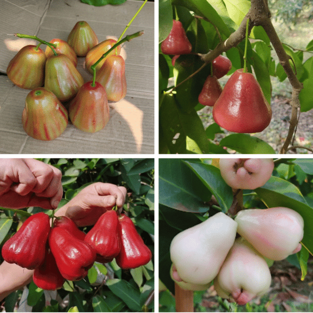 Water Apple Fruit Plants (4 Varieties Combo)