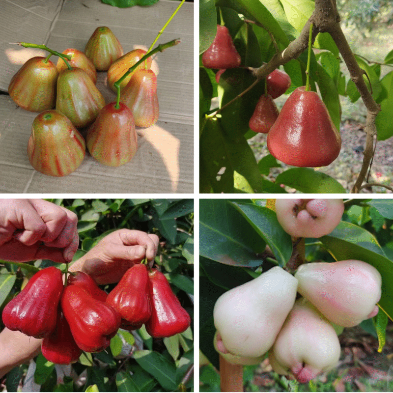Water Apple Fruit Plants (4 Varieties Combo)