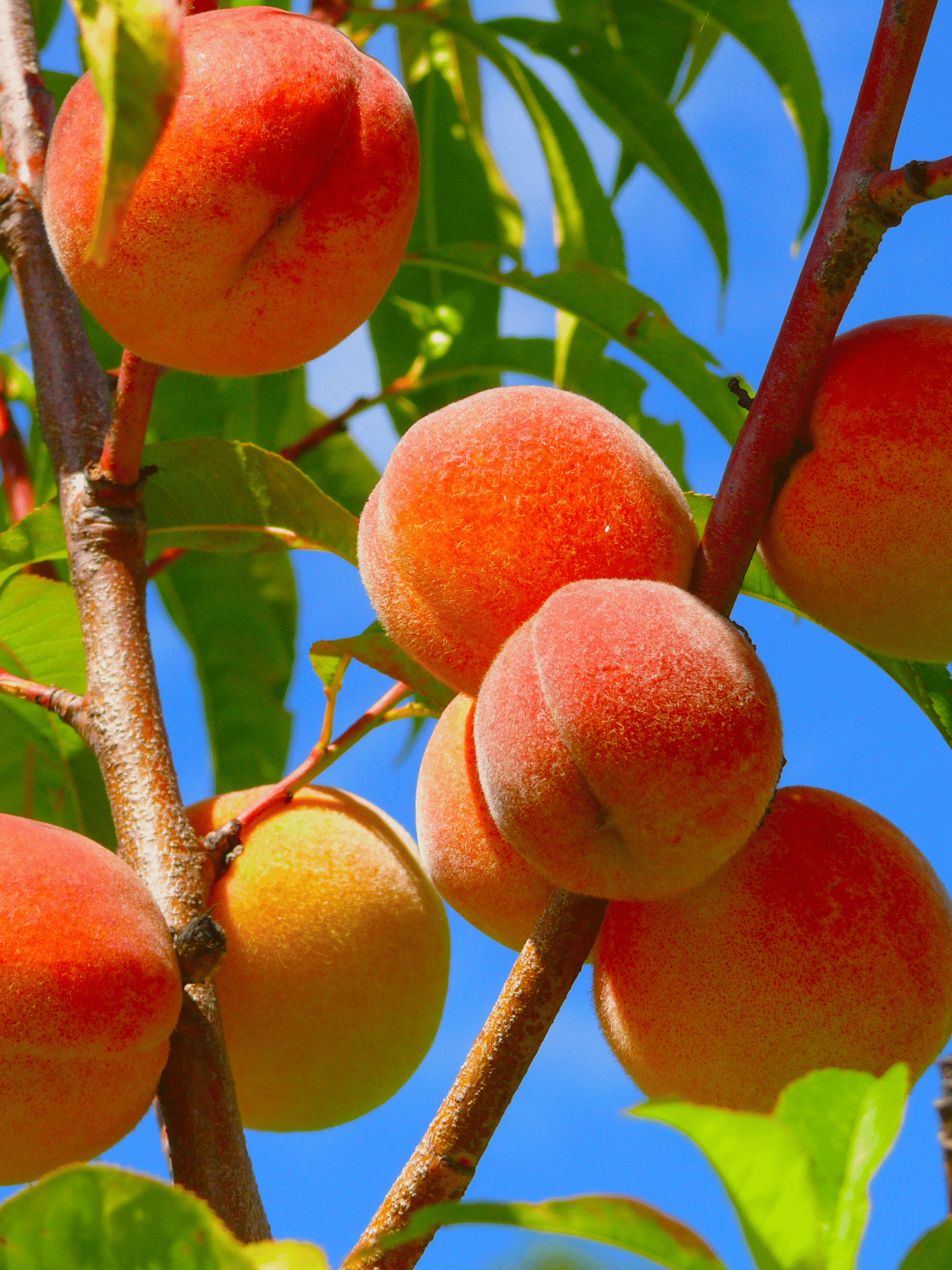 Peach Fruit Plant & Tree (Grafted) – Healthy Plant
